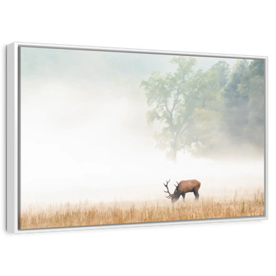 Cataloochee Elk