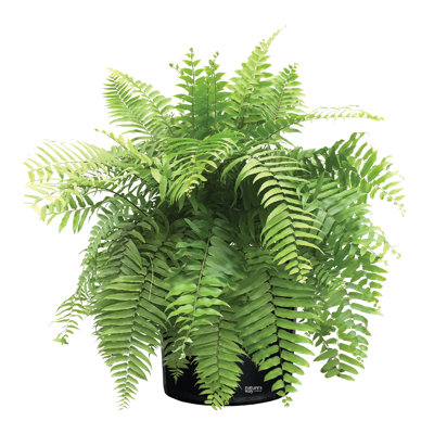 Nature's Way Farms Fern Macho Live Plant Tall in Grower Pot