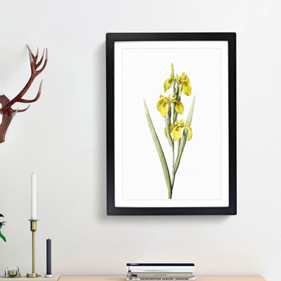 Yellow Irises by Pierre-Joseph Redoute - Picture Frame Painting Print