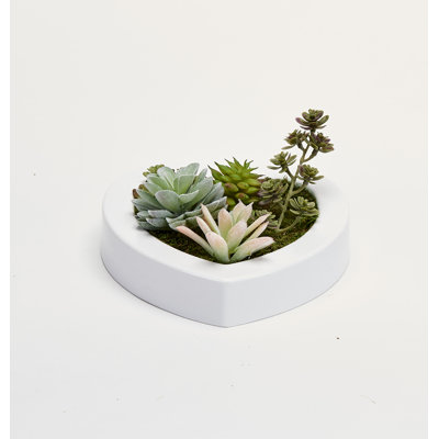 Mixed Foliage Succulent in Plastic Container