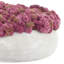 Sedum Arranged in a Stone Planter-1985559459-2010919695