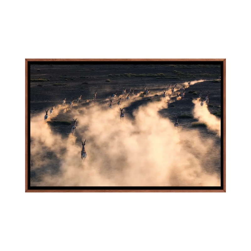 Thomson Gazelle In Sunset by Henry Zhao - Floater Frame Print on Canvas