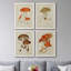 Champignon Variétés Ix - ensemble de 4 reproductions d'art sur toile encadrées-892446965-892446966