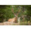 Regal Wild Mule Deer par Jimkruger