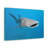 Whale Shark Hunting Whale Shark on Hunt Print Animal Wall Art-1012056970
