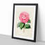 Illustration of a Pink Garden Rose - Picture Frame Painting Print-55579296-55579295