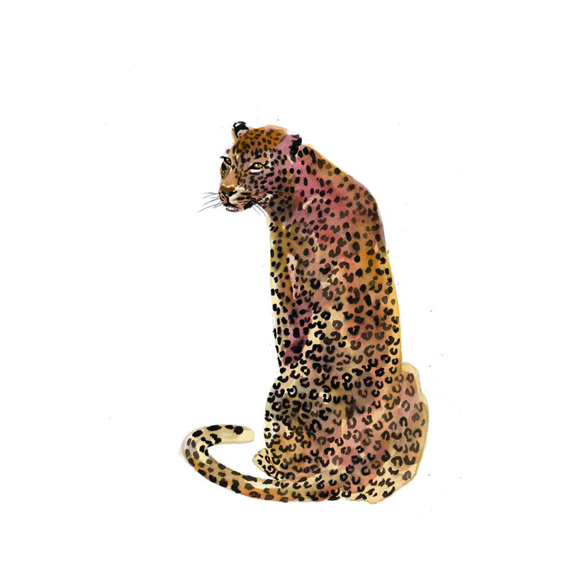 " Leopard Looking Simple ", 12" H x 8" W  
