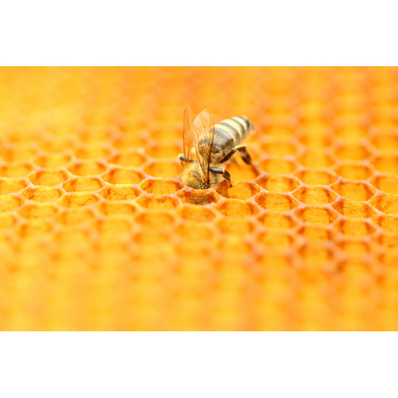 Thielsen Honeybee by Balwan - Wrapped Canvas Print, 30cm H x 46cm W 3.8cm D