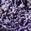 Quartz Var. Agate de raisin près de Pantai Manakarra, Mamuju, Sulawesi, Indonésie