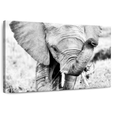 Brampt Kenyan Baby Elephant