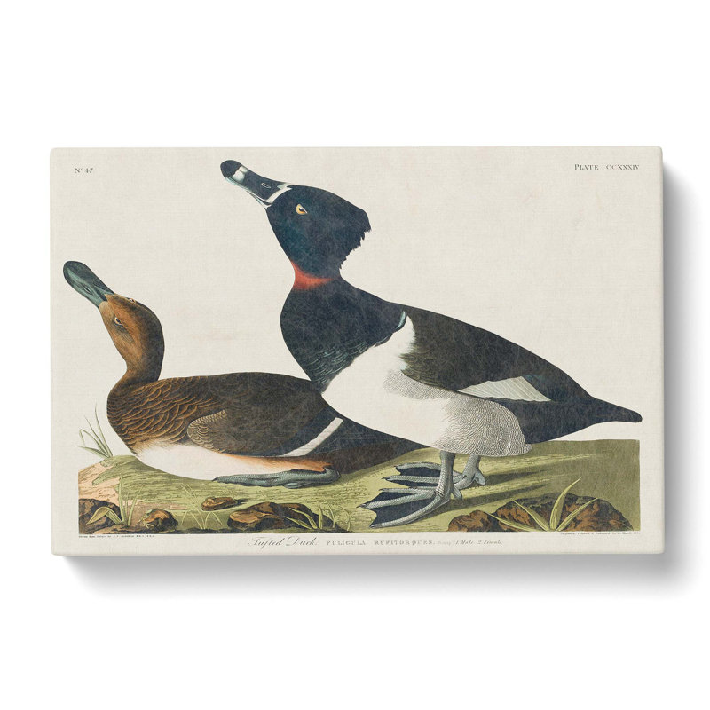 Ring-Necked Ducks by John Audubon - Wrapped Canvas Print, 40cm H x 60cm W x 3cm D