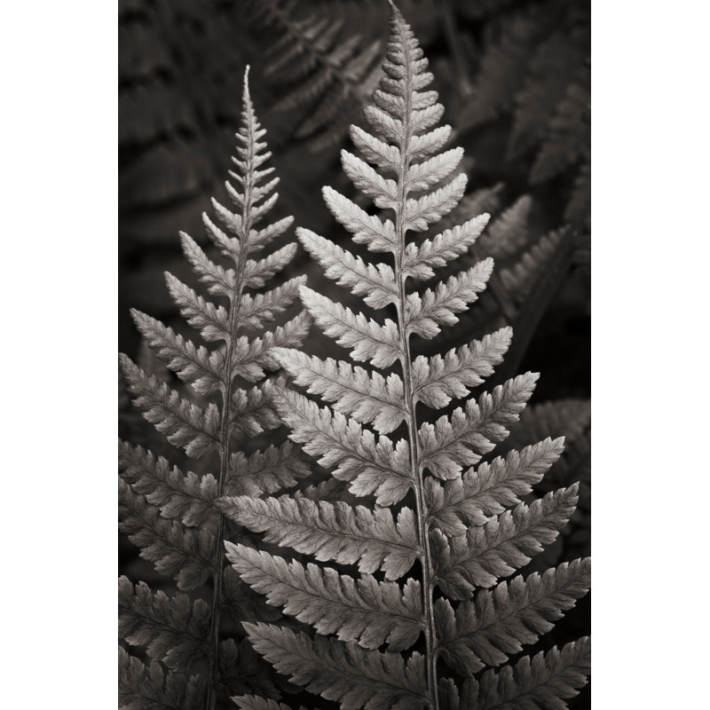Lady Fern I, H 30 po x l 20 po x P 1,25 po