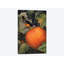 «Oriole & Pumpkin», impression sur toile-29174140-72797696-72797698