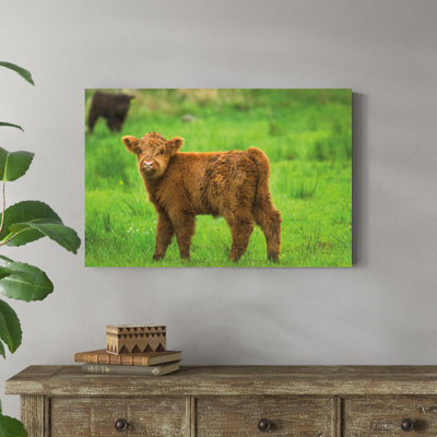 " Scottish Highland Cattle X " by Alan Majchrowicz