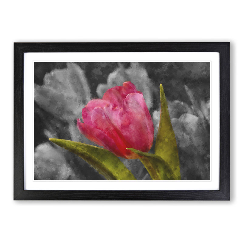 Pink Tulip Flower - Framed Print, 48cm H x 65cm W x 2cm D, Black Framed