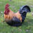 Squatting Rooster Statue