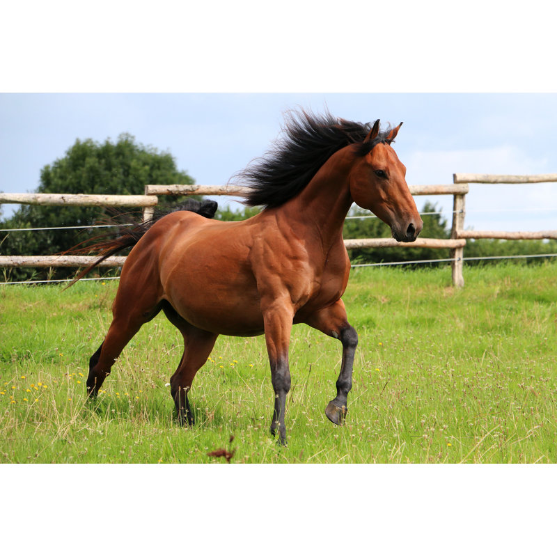 " Western Horse " by Biancagrueneberg, 12" W x 8" H