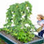 Treillis de concombre pliable à structure en A de 55 po de hauteur, support en métal pour plantes de jardin