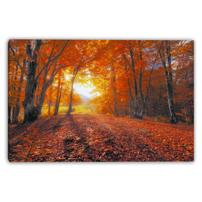 Sunlit Beech Meadow Wrapped Canvas Wall Art