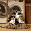  Tapis lavable pour chiens Russell Terrier-293375360