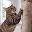 Maison pour chat 44 po