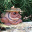 Statue de jardin oiseau crapaud grenouille-433724654-433724655