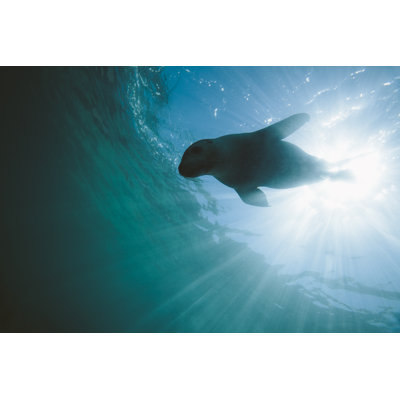 Sea lion among the light rays
