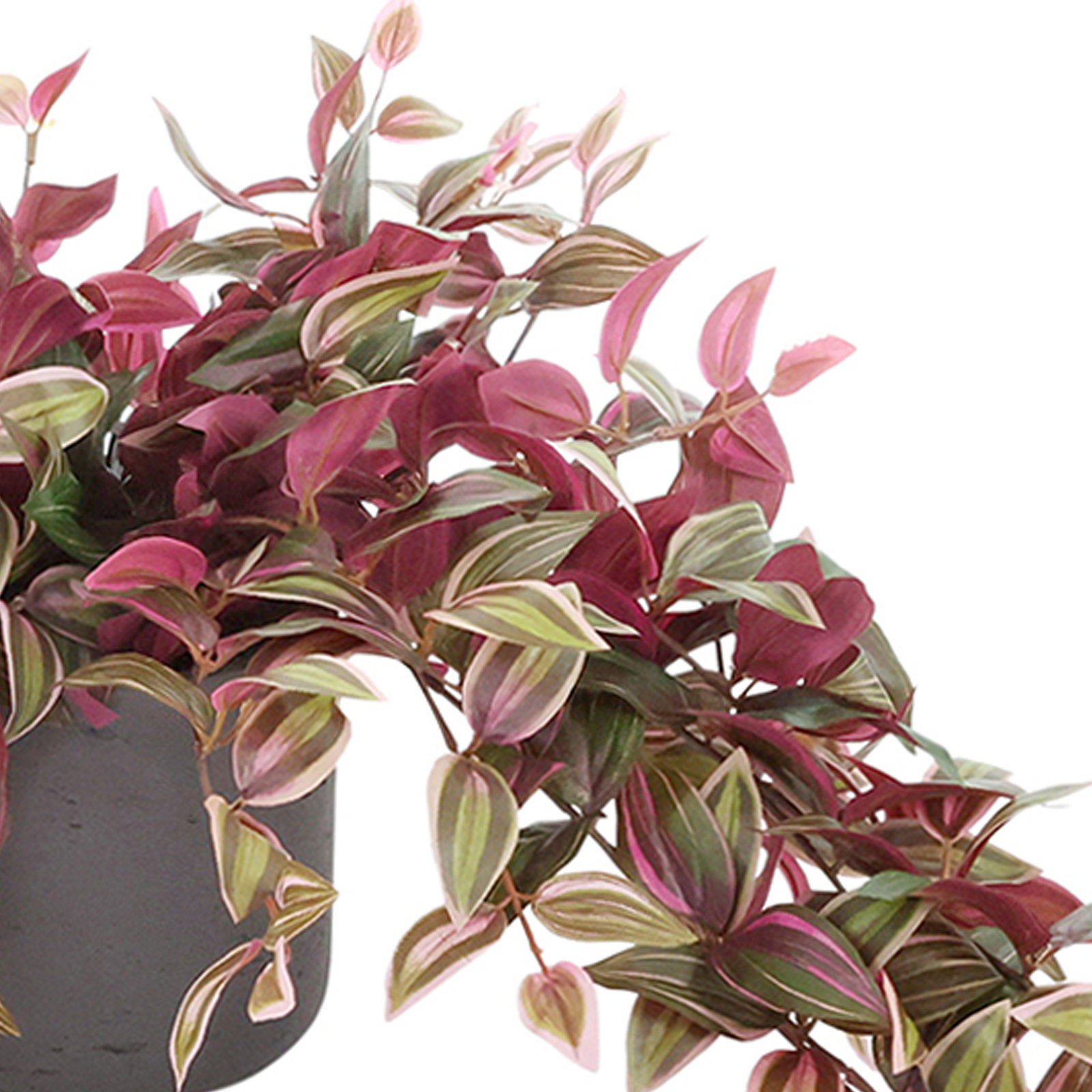 Tradescantia Ivy in Round Fiberstone Pot