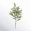 Eucalyptus Spray