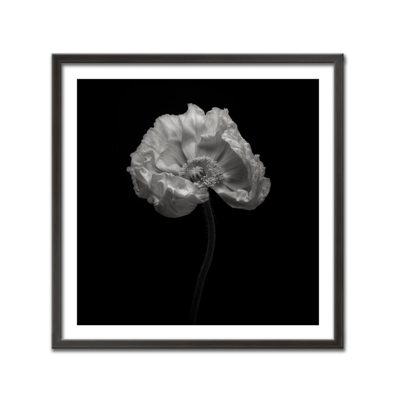 Nature Inspired Poppy by - Picture Frame Graphic Art on Paper, 16" H x 16" W