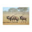 «Wildebeest Group Wildebeest Troop», impression sur toile-740539481