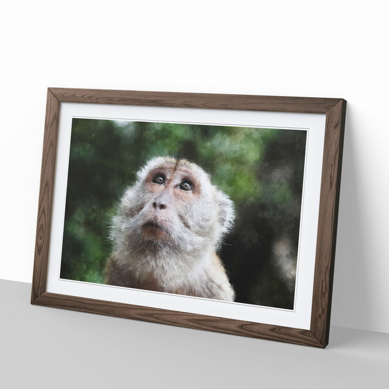 Macaque Monkey - Framed Print, 48cm H x 65cm W x 2cm D, Walnut Framed