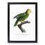 Yellow-Shouldered Amazon Parrot by F. Levaillant - Picture Frame Graphic Art Print-55641494-55641496