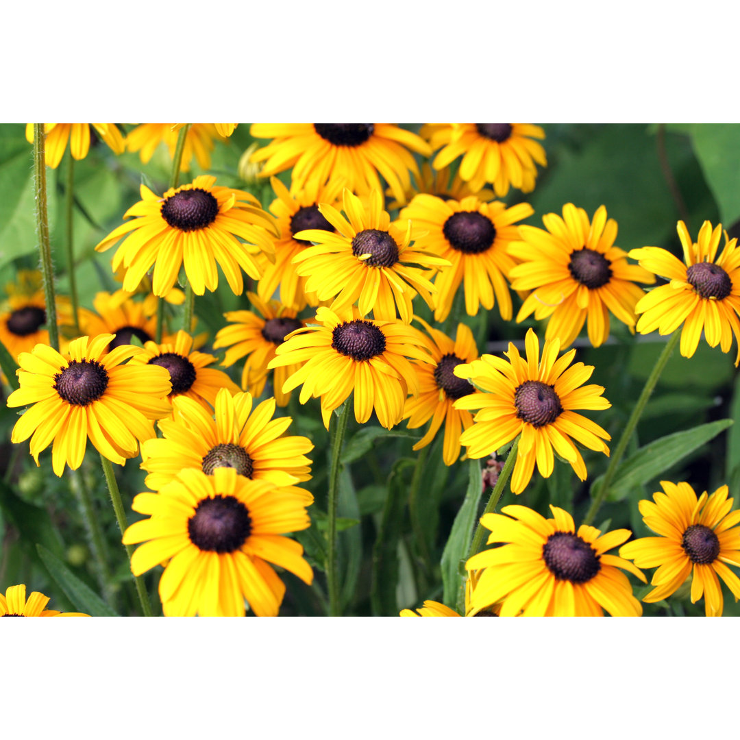 Black-eyed Susans von Aloha - Leinwandbild