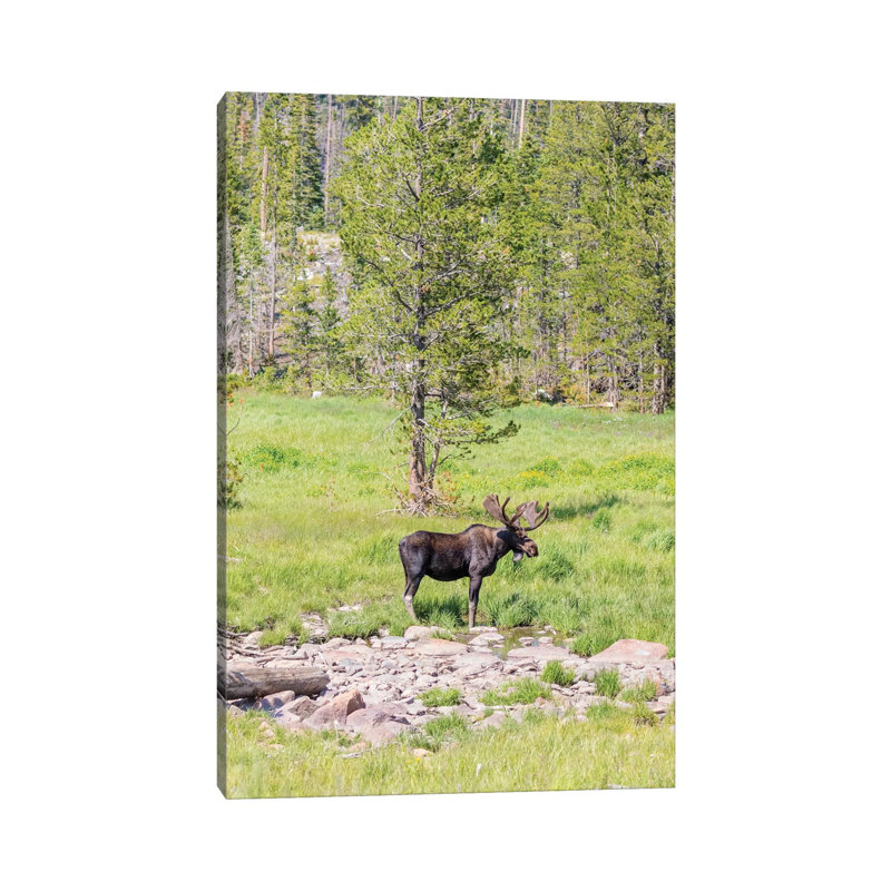 USA, Colorado, Cameron Pass. Bull Moose With Antlers. by Jaynes Gallery - Wrapped Canvas Gallery-Wrapped Canvas Giclée