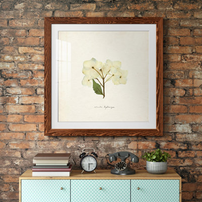 Cornales Hydrangea I-Premium, reproduction encadrée - prête à être accrochée