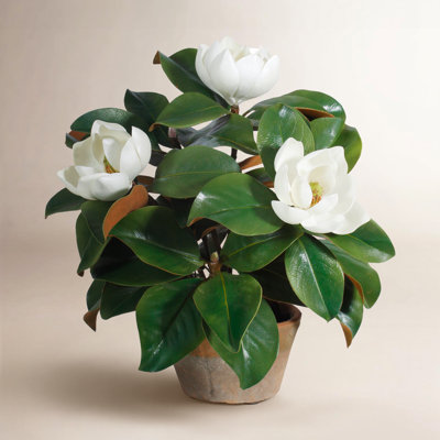 Garden Magnolia Floral Arrangement in Planter