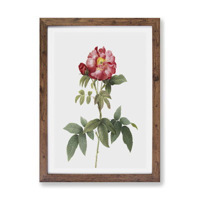 Provins Rose In Pink by Pierre-Joseph Redoute - Single Picture Frame Painting