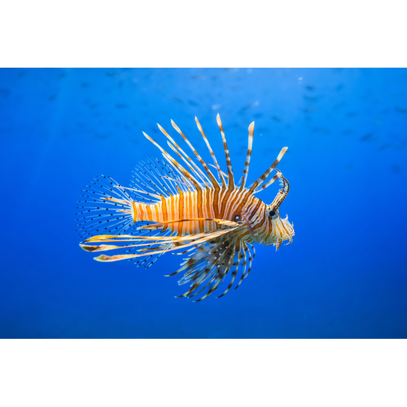 Red Lionfish by Cinoby - No Frame Art Prints on Canvas, 61cm H x 91cm W