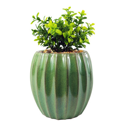 Annistin 20cm Plant