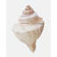 Sea Shell 11 Print by Rita Taverni-594523672-563437961