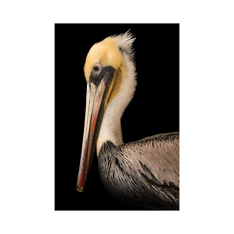 A Brown Pelican At The Santa Barbara Wildlife Care Network 1 Piece Wall Art on Canvas, 30.48 cm H x 45.72 cm W, Canvas