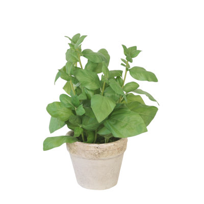 Basil Foliage in Organic Planter