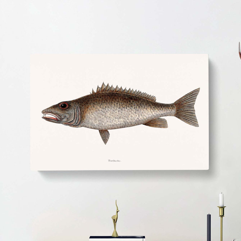Mangrove Snapper Fish by Mark Catesby - Wrapped Canvas Graphic Art Print, 40cm H x 60cm W x 3cm D