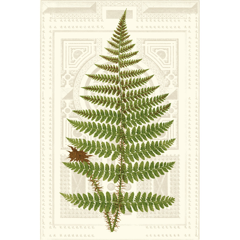 Garden Ferns V - Graphic Art, 46 cm H x 30 cm W, Wrapped Canvas