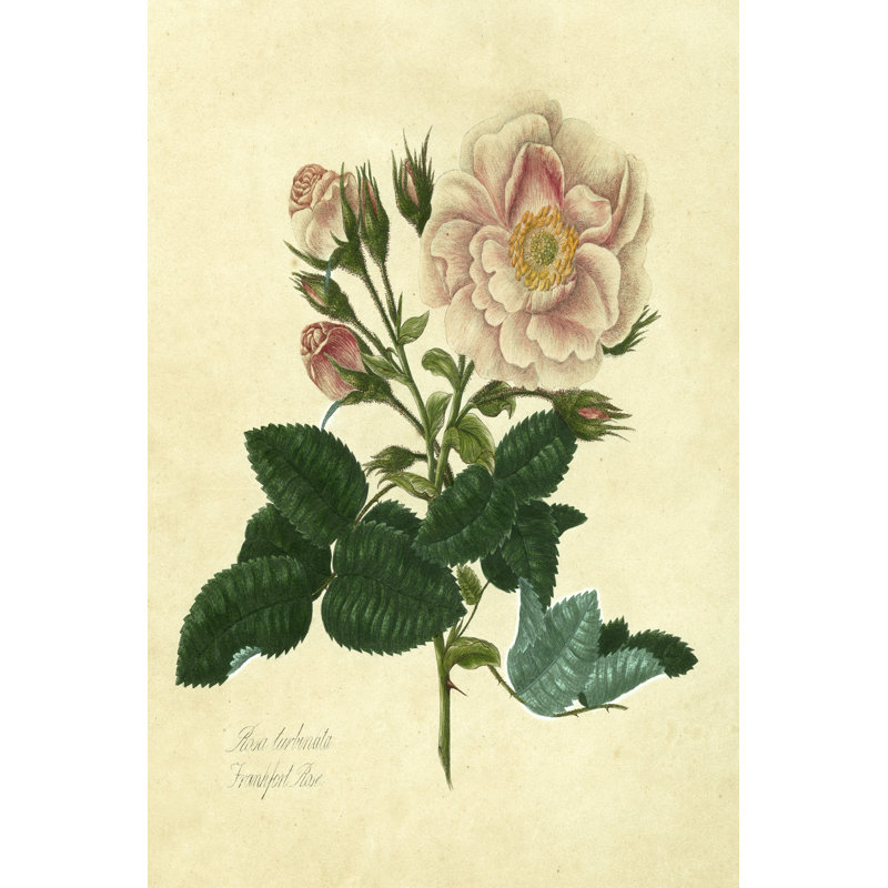 Frankfort Rose by Mary Lawrence - Wrapped Canvas Painting, 46cm H x 30cm W