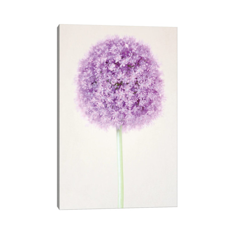 «Pastel Allium Flower» par Alyson Fennell - photographie sur toile tendue, H 12 po x l 8 po x P 0,75 po