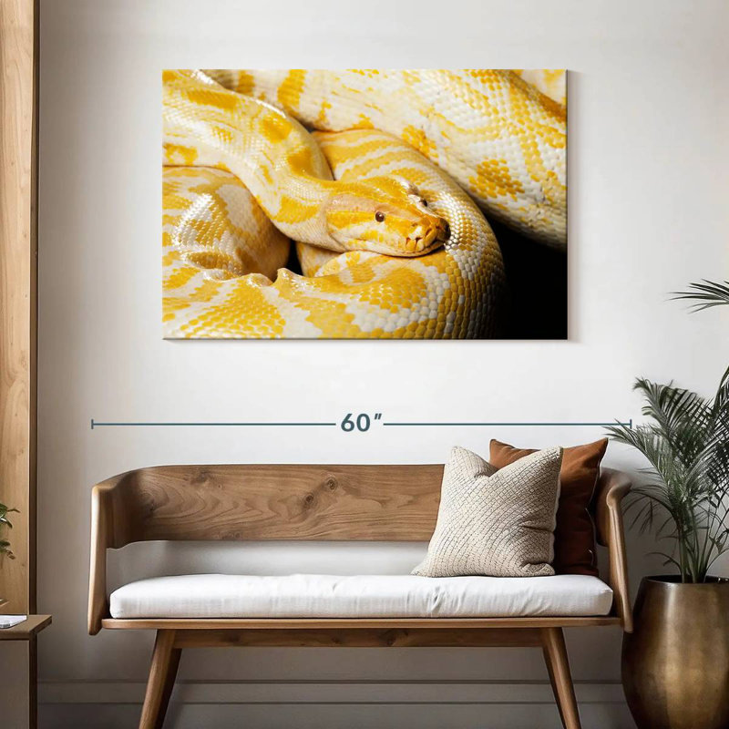 Brampt Albino Burmese Python, 30" H x 45" W