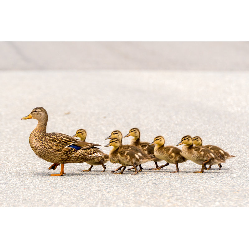 «Duck and Ducklings» par Madsci - photographie sur toile tendue, L 36 po x H 24 po