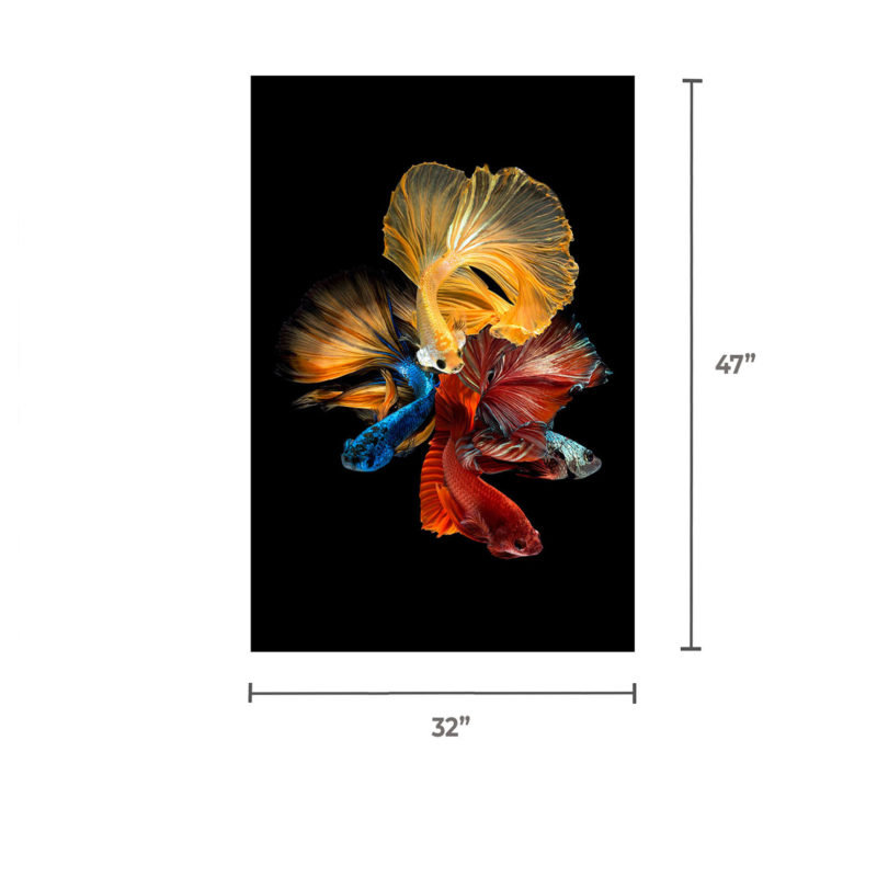 Betta Long Fin Fish Wall Art Print, 24" H x 36" W x 1" D, Gold Framed